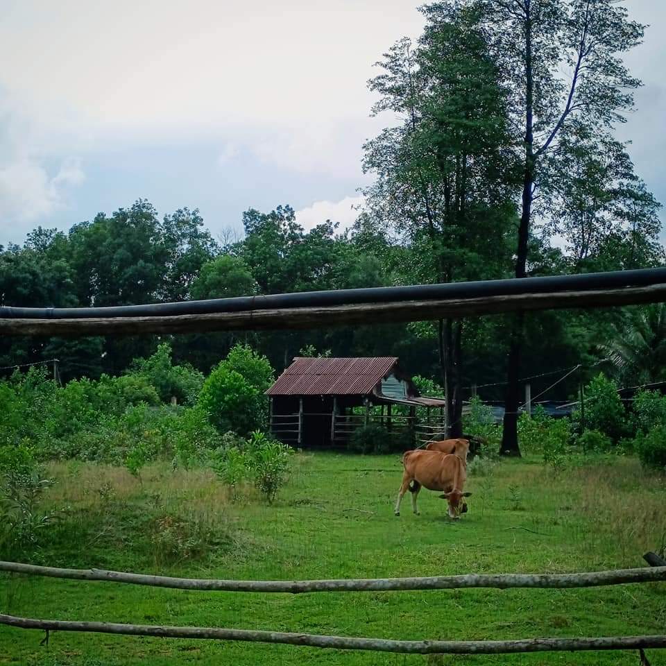 HALA LẠC Ở ĐẢO