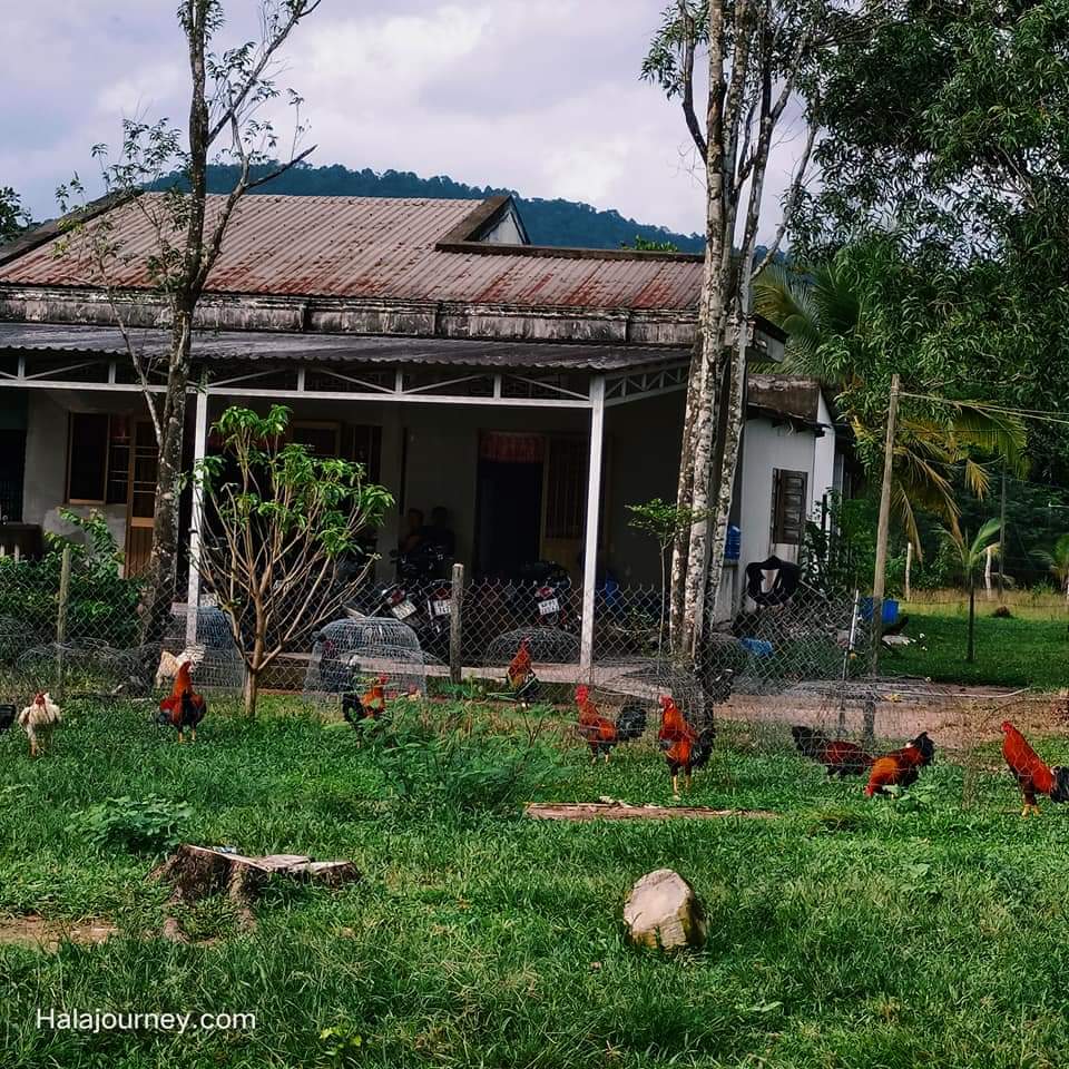 HALA LẠC Ở ĐẢO